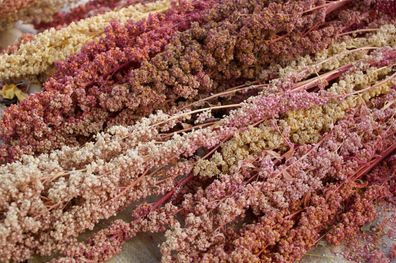 Quinoa Carmen - 50+ Samen - Saatgut - Ertragreiche RARITäT! Am 023
