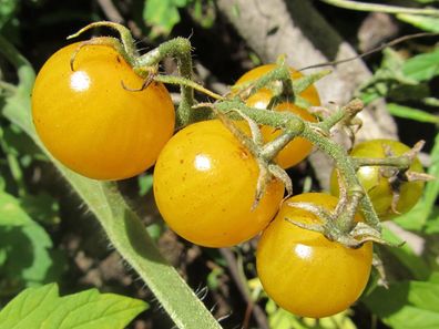 Gelbe Cherrytomate 10+ Samen - Saatgut SÜß und FEIN! P 128
