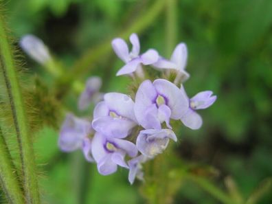 Calopo - Calopogonium mucunoides - Wild ground 5+ Samen - Seeds E 294