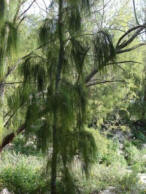 Sumpfeiche - Casuarina glauca - Swamp She-Oak 5+ Samen - Saatgut - W 128