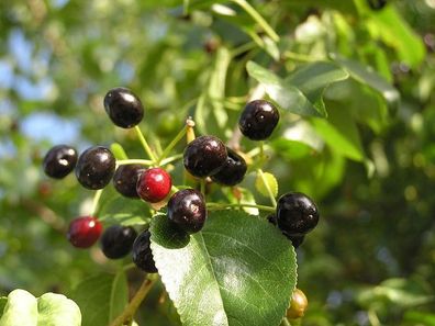 Steinweichsel - Prunus mahaleb St Lucie Cherry 25+ Samen - Seeds - Graines G 013