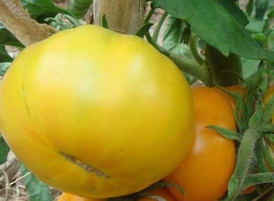 Azoychka Tomate - Russian Yellow - 5+ Samen - Saatgut Gemüsesamen P 151