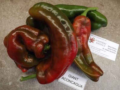 Giant Aconcagua süsse Paprika 10+ Samen - Saatgut - Seeds - Gemüsesamen Ca 054