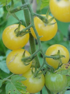 Tomate ´Dr Carolyn´s White Cherry´10+ Samen - Seeds - SÜß Ertragreich! P 171