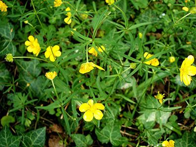 Gold-Hahnenfuss - Ranunculus auricomus - Goldilocks Buttercup 250+ Samen E 200