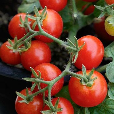 Red Robin Tomate - Dwarf Tomato 5+ Samen - Seeds - Saatgut - Balkontomate P 288