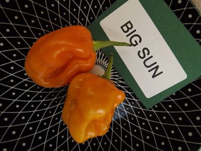 Habanero Big Sun Chili 5+ Samen - Saatgut - Seeds - Gemüsesamen Ch 170
