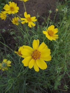 Navajo Tee Thelesperma filifolium 5+ Samen - Seeds - Krautige Pflanze E 245