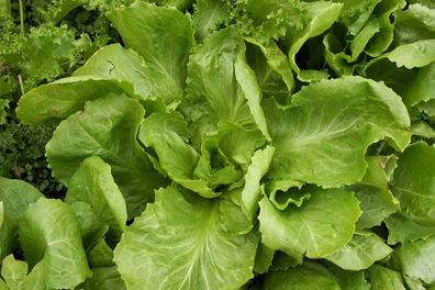 Endivie Gele Volhart - Cycorium intibus 25+ Samen - FEIN und Knackig! L 043