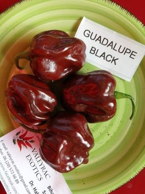 Guadalupe Black Chili Pepper 10+ Samen - Saatgut - Seeds - Graines Ch 164