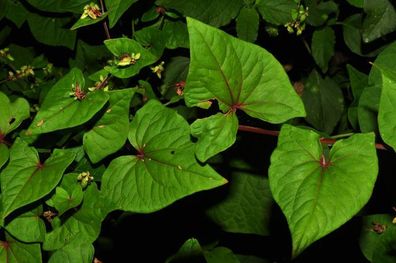 Tatarischer Buchweizen - Tartary buckwheet Lifago 25+ Samen - Seeds Am 066