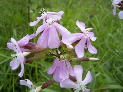 Gewöhnliches Seifenkraut - Saponaria officinalis - 100+ Samen - Seeds E 019