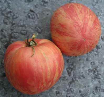 Red Boar Tomate - 5+ Samen - Saatgut - Seeds - Graines - Gemüsesamen P 442