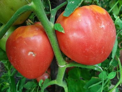 Tomate Honig Ochsenherz - Bychy Myod 5+ Samen - Saatgut - Seeds Graines P 368