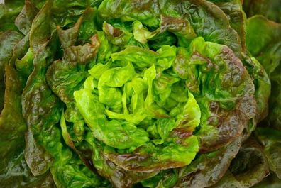 Pflücksalat Ciucca - Drunk lettuce - 100+ Samen - Saatgut - Seeds L 189