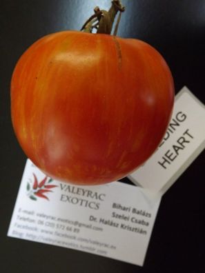 Bleeding Heart Tomate - Tomato 10+ Samen - Saatgut - Seeds - Gemüsesamen P 319