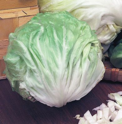 Zichorie Ball Winter White - Radicchio - 300+ Samen - Seeds - Graines L 161