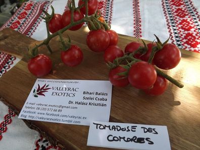 Tomadose des Comores Tomate - Tomato 5+ Samen - Saatgut - Seeds P 217