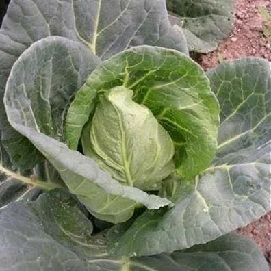 Spitzkohl Bacalan de Rennes - Cabbage - Chou 100+ Samen - Saatgut - Seeds B 094