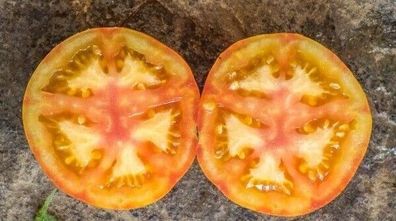 Bleeding Heart Tomate - Tomato 5+ Samen - Saatgut - Seeds - Gemüsesamen P 319