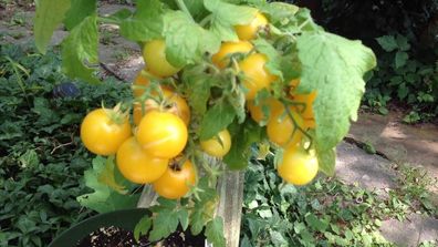 Hahm´s Gelbene Tomate - Tomato 5+ Samen - Saatgut - Seeds - Balkontomate P 257