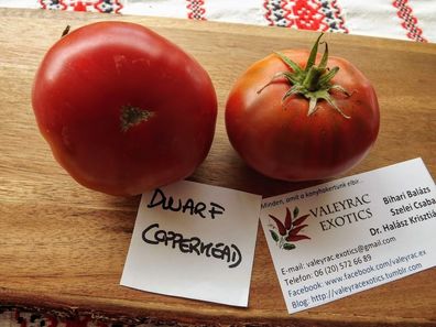 Dwarf Copperhead Tomate - Tomato 10+ Samen - Saatgut - Seeds - Gemüsesamen P 211