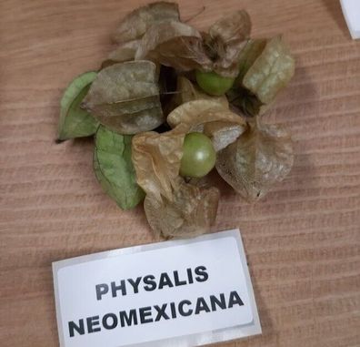 Physalis neomexicana Blasenkirsche aus New Mexico Ground Cherry 40+ Samen So 086