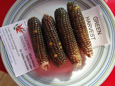 Popmais Green Harvest - Grüne Ernte - 25+ Samen - Spezialität und FEIN! Zm 049