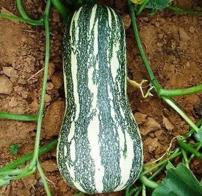 Kürbis Goianinha - Pumpkin - Squash 10+ Samen - Saatgut - Seeds - Graines C 050