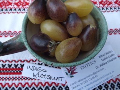 Tomate Indigo Kumquat 5+ Samen - Seeds - Atemberaubend und FEIN! P 008