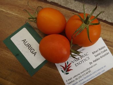 Auriga Tomate - Tomato 5+ Samen - Saatgut - Seeds - Gemüsesamen P 329