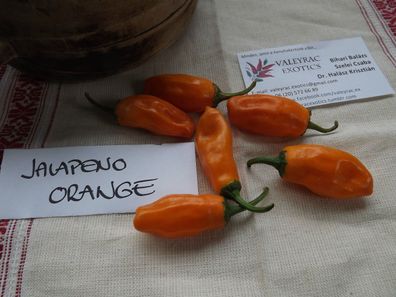 Chili Jalapeno Orange - 10+ Samen - Seeds - Graines ORANGE und FEIN! Ch 101