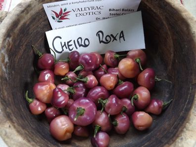 Cheiro Roxa Chili - 10+ Samen - Saatgut - Seeds SCHÖN und FEIN! Ch 038
