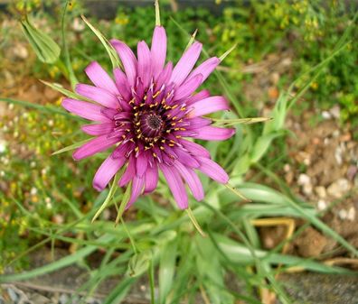 Haferwurzel - Salsify - Tragopogon porrifolius - 50+ Samen - Seeds R 109