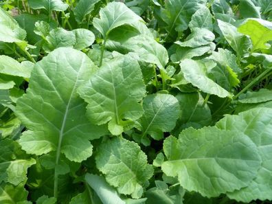 Texsel Greens Ethiopian or Mustard Collard - Blattkohl - 50+ Samen - Seeds B 099