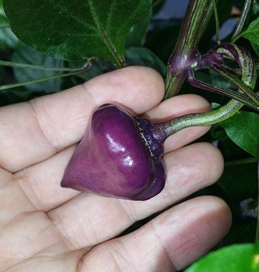 Purple Ufo Chili - 10+ Samen - Saatgut - Seeds - Gemüsesamen Ch 155