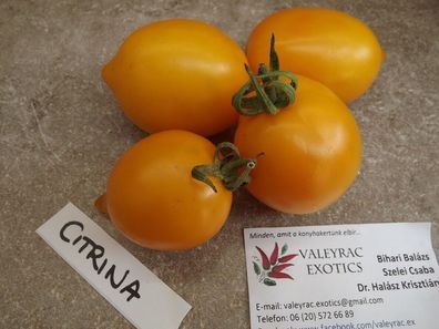 Citrina Tomate - 5+ Samen - Saatgut - Seeds - Gemüsesamen P 445
