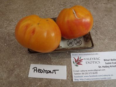 Piedmont Tomate - 10+ Samen - Saatgut - die beste Sorte zu Konservierung! P 165