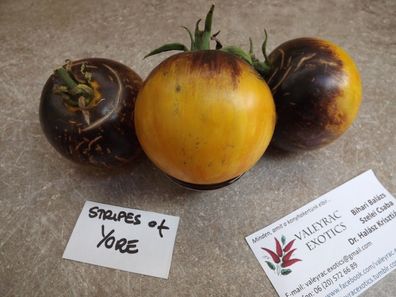 Stripes of yore Tomate - 5+ Samen - Saatgut - Seeds - Gemüsesamen P 016