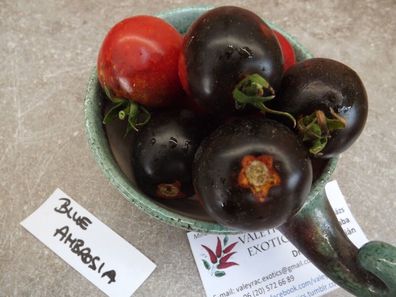 Blue Ambrosia Tomate - 10+ Samen - Saatgut - Seeds - Gemüsesamen P 019