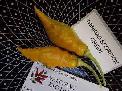 Trinidad Scorpion Green Chili - 5+ Samen - Saatgut - Seeds - Gemüsesamen Ch 117