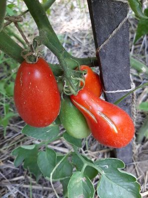 Tomate Damsky Ugodnik - Frauenheld Ladies´ Man 5+ Samen - Saatgut - Seeds P 372