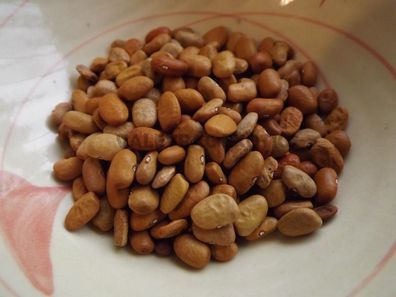 Teparybohne - Santa Rosa Brown Tepary Bean - 5+ Samen - Saatgut H 019