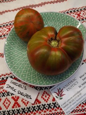 Siegel´s Dark Stripes Tomate - Tomato 5+ Samen - Saatgut - Seeds P 238