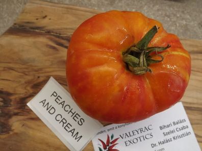 Peaches and Cream Tomate - Tomato 5+ Samen - Saatgut - Seeds - Graines P 330