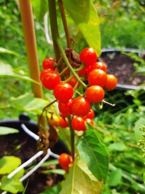 Kitiley - Erbsenaubergine aus Liberia - Solanum anguivi 10+ Samen So 093