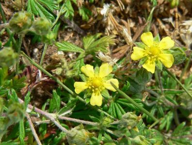 Silber-Fingerkraut - Potentilla argentea - Silverweed - 25+ Samen - Seeds E 144