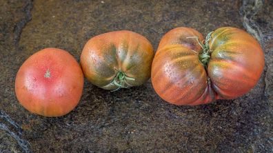 Clario Purple Tomate Tomato 5+ Samen - Saatgut - Seeds - Gemüsesamen P 273