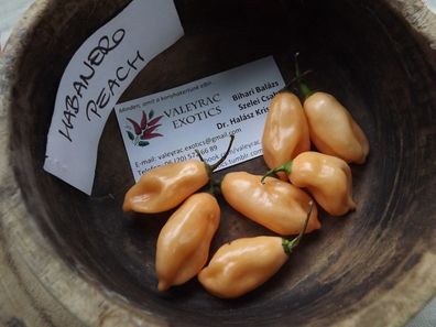 Habanero Peach Chili - 5+ Samen - Exklusiv und Fein! Ch 019