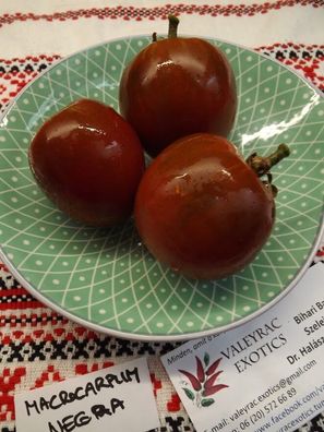 Macrocarpum Nigra Tomate - Tomato 5+ Samen - Saatgut - Seeds - Gemüsesamen P 207